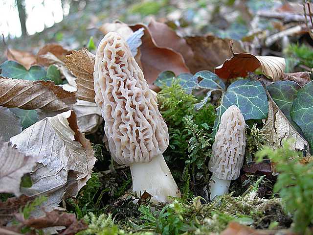 La valle dei funghi sconosciuti